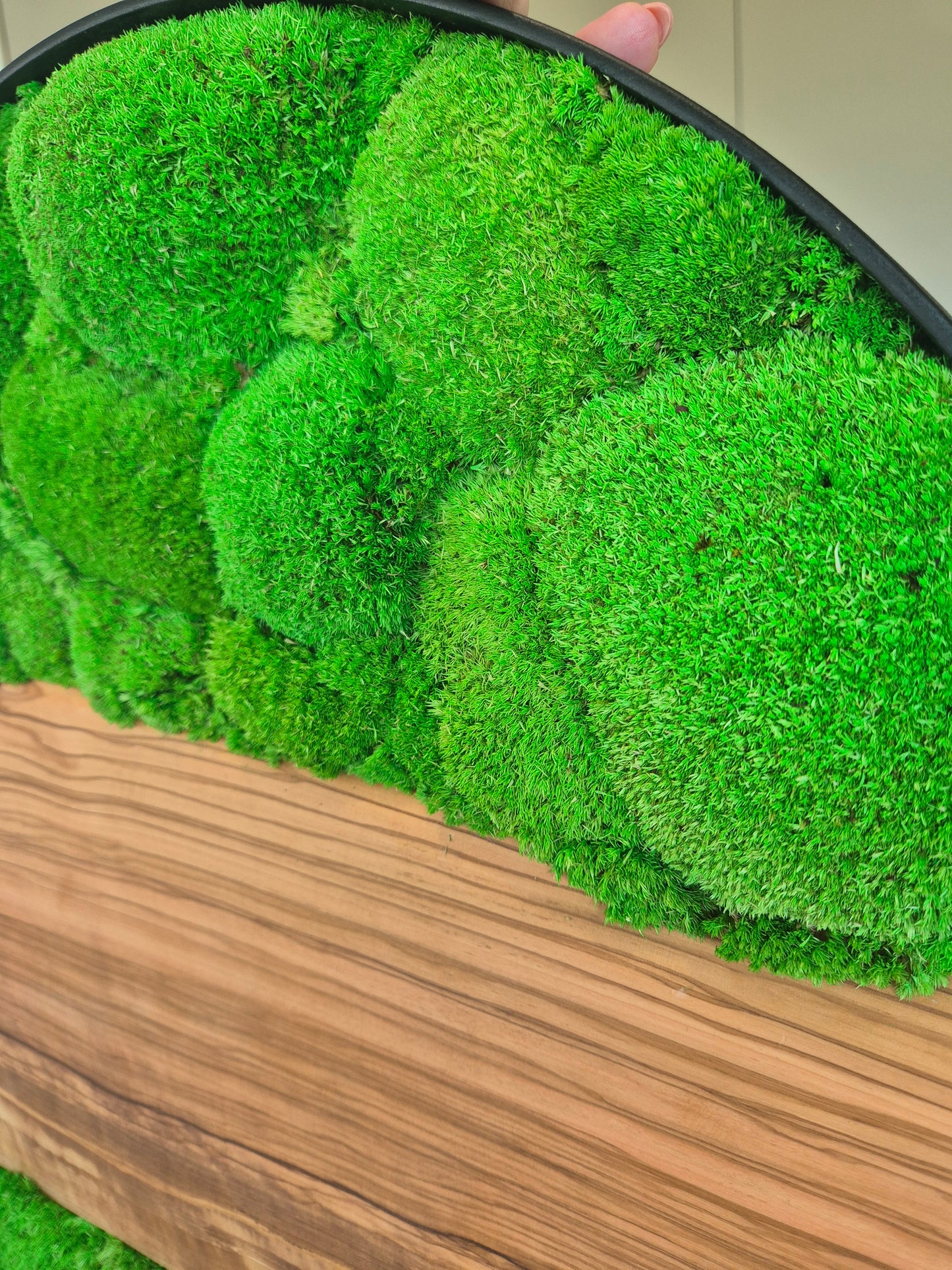 Cadre végétal 60cm avec bois d'olivier et mousse stabilisée