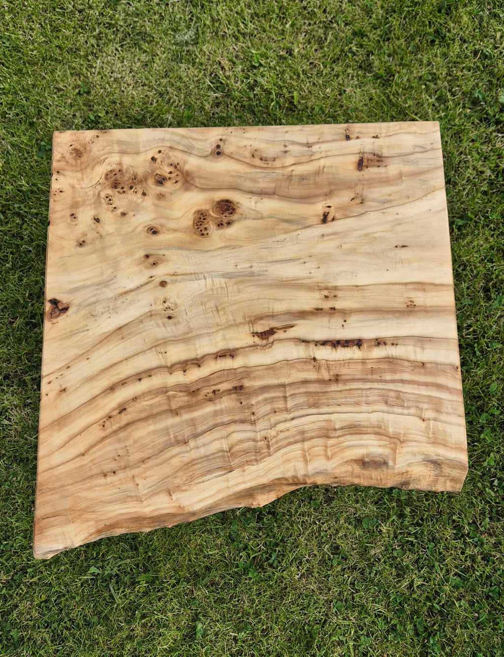 Table basse en loupe de peuplier (Poplar Burl)