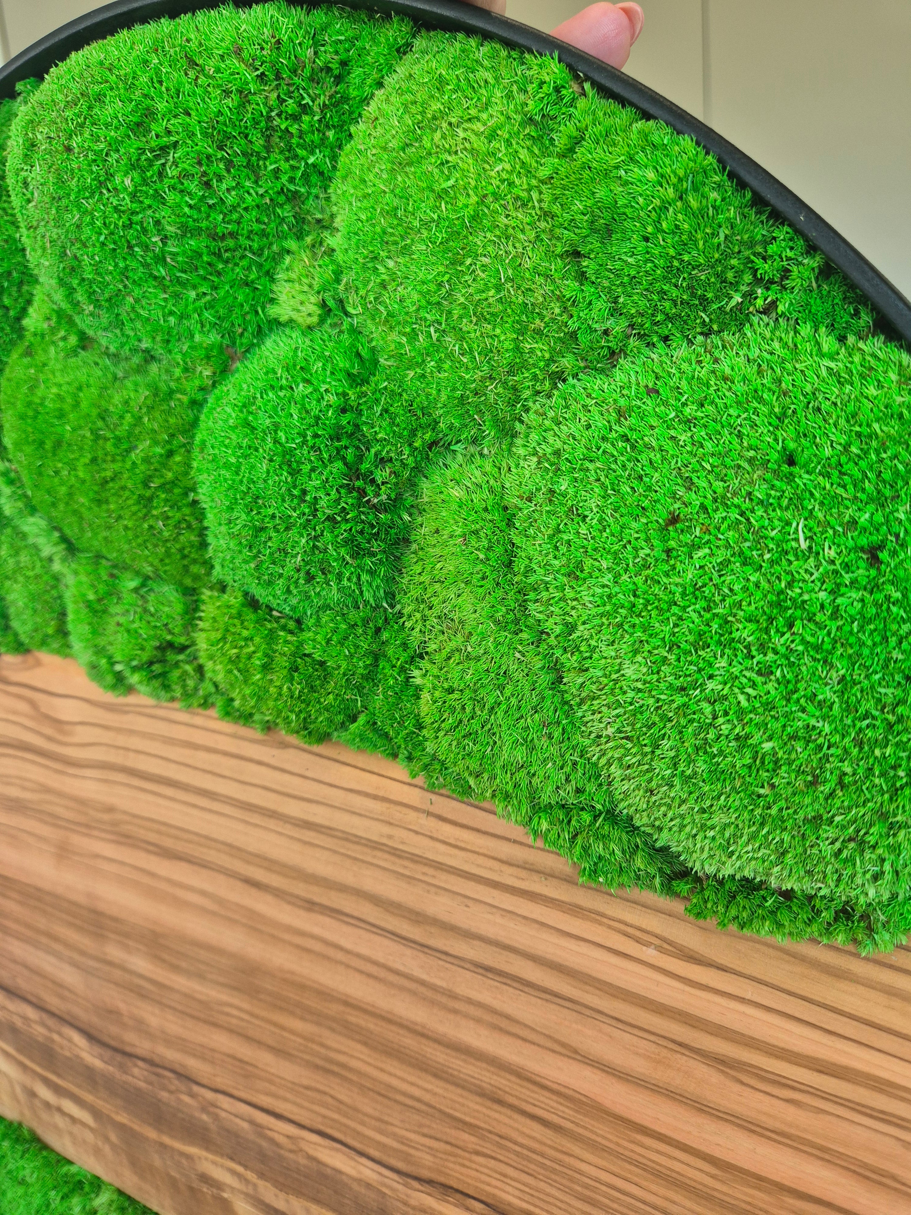 Cadre végétal 60cm avec bois d'olivier et mousse stabilisée
