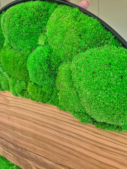 Cadre végétal 60cm avec bois d'olivier et mousse stabilisée